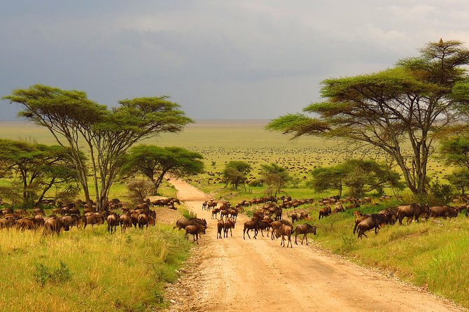 Tanzania Classic - 7 Days - Day 2: Lake Manyara’s lake, woodland, and open plains