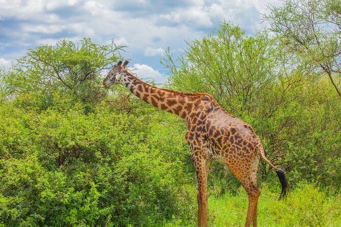 Tanzania Classic Safari 3 Days / 2 Nights - Three parks, three very different safari moods