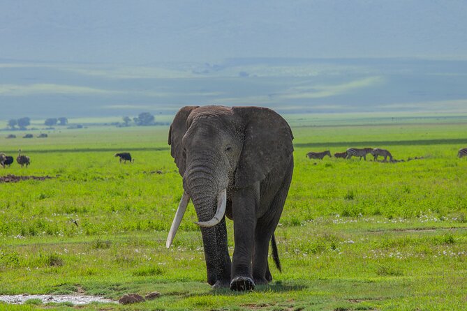 Tanzania Classic Safari 3 Days / 2 Nights - Guides can shape the whole safari