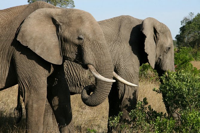 Tanzania Classic Safari 3 Days / 2 Nights - Is $1,722.06 a fair safari price?