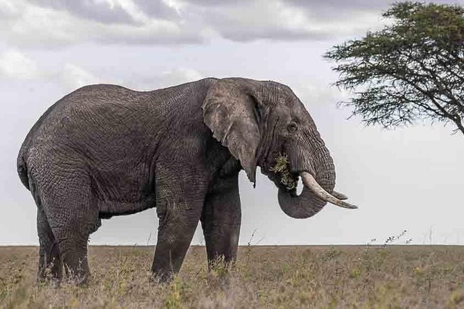 Tanzania Classic Safari - 7 Days - Days 3 and 4: Two different Serengeti safari rhythms