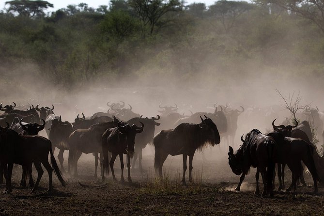 Tanzania Classic Safari - 7 Days - Day 5: Down into the Ngorongoro Crater