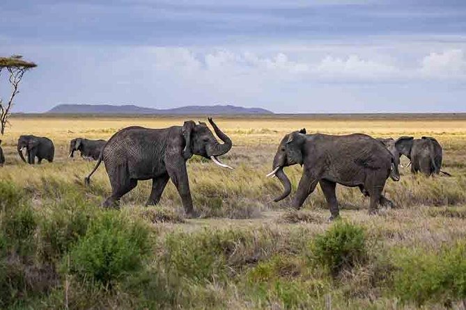 Tanzania Classic Safari - 7 Days - What the $8,900 price covers