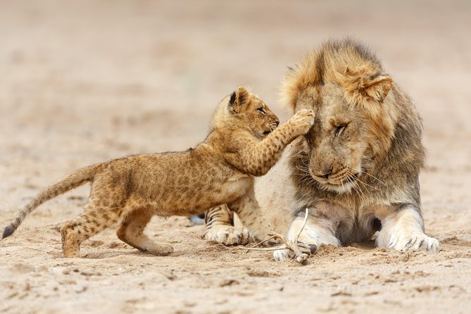Tanzania Classic Safari - 7 Days - Day 2: Tarangire’s elephants and baobabs