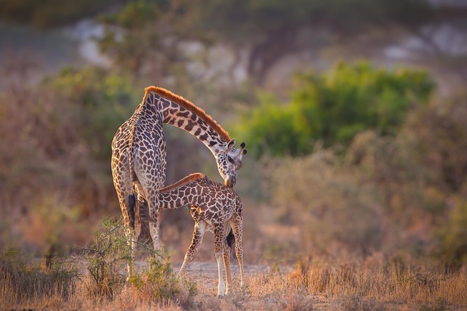 Tanzania Enticing Explorations - 6 Days - Day one: a simple arrival in Arusha