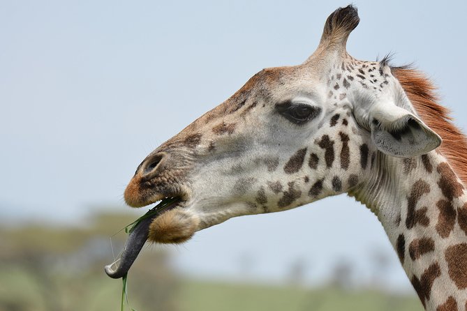 Tanzania Experience Safari and Tours - Why this five-day route works
