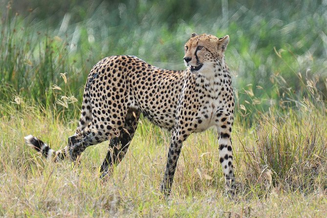 Tanzania Experience Safari and Tours - Day 2: Olduvai Gorge on the road to Serengeti
