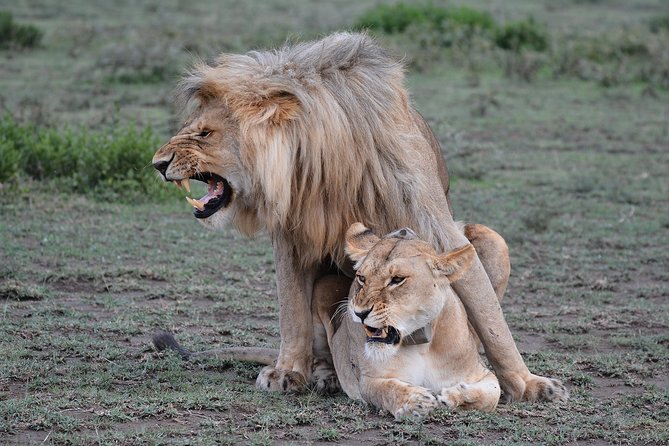 Tanzania Experience Safari and Tours - Day 3: A full Serengeti game-drive day