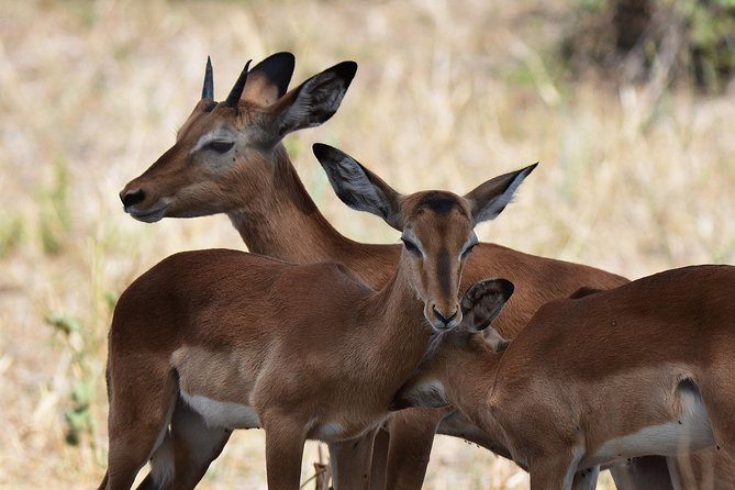 Tanzania Experience Safari and Tours - Day 5: The Ngorongoro Crater finale