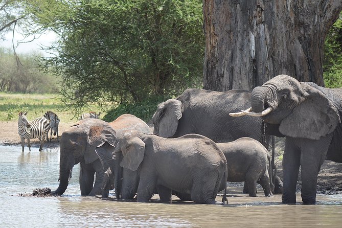 Tanzania Experience Safari and Tours - Day 1: Tarangire elephants and ancient baobabs
