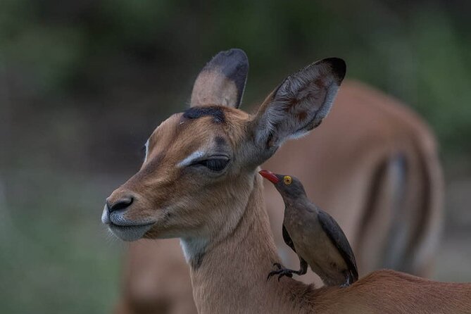 Tanzania Luxury Safari - Day 3: From Tarangire through Ngorongoro to Serengeti