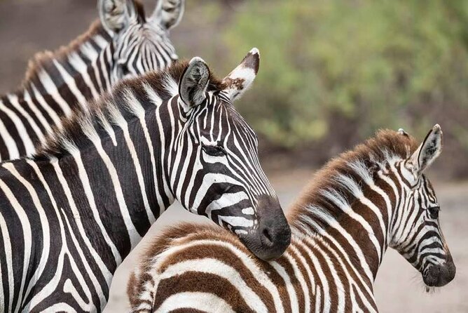 Tanzania Luxury Safari - Day 6: Karatu, Arusha, or the airport