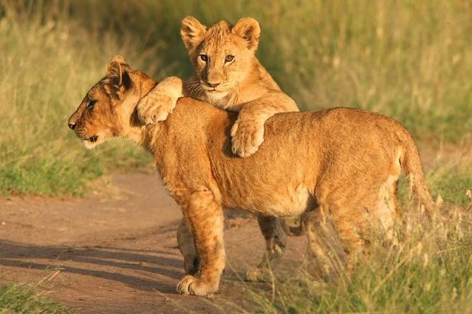 Tanzania Safari 10 Days- Serengeti, Lake Manyara, Ngorongoro Crater. - Day 3: Mto wa Mbu and Lake Manyara