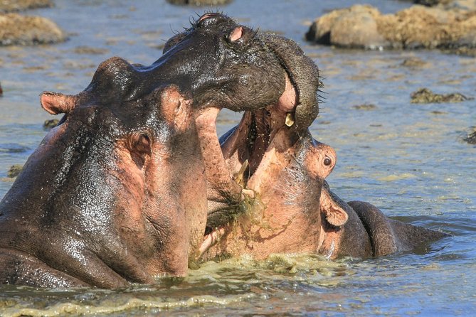 Tanzania Safari 10 Days- Serengeti, Lake Manyara, Ngorongoro Crater. - Days 7 and 8: two full days on the Serengeti plains