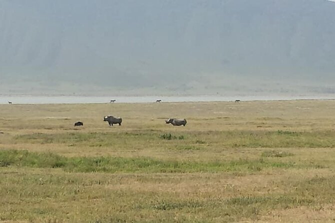Tanzania Safari and Kilimanjaro Climb Multi-Day Experience - Day 5: Tarangire’s elephants and baobabs