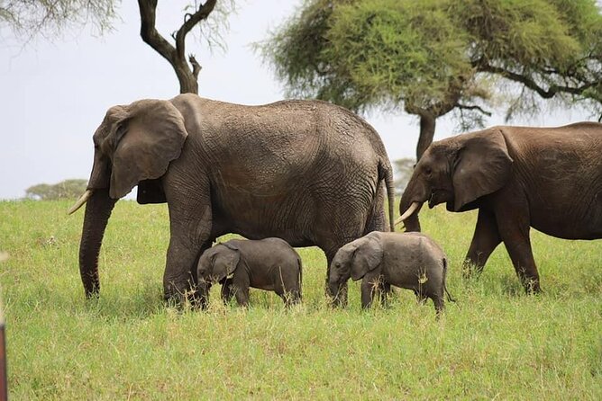 Tanzania Safari and Kilimanjaro Climb Multi-Day Experience - Day 6: Returning to Arusha and using the lodge well