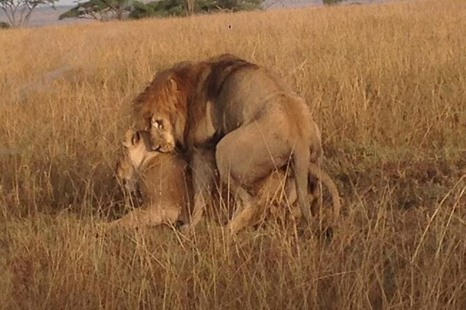 Tanzania Safari and Kilimanjaro Climb Multi-Day Experience - Days 7 through 13: The Kilimanjaro climb