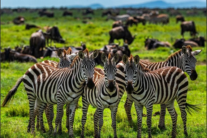 Tanzania Safari and Kilimanjaro Climb Multi-Day Experience - Days 2 and 3: Serengeti wildlife and long road hours