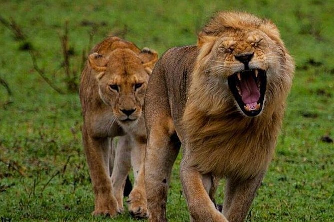 Tanzania Safari - The Great Migration in the North of the Serengeti and Lake Natron - Key points to know before booking