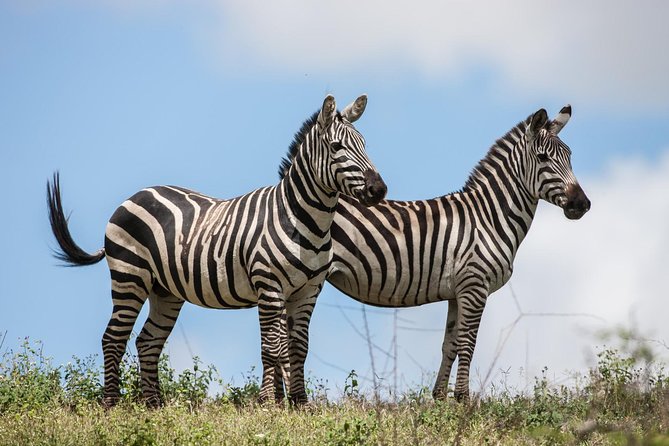 Tanzania Safari - The Great Migration in the North of the Serengeti and Lake Natron - Day 5: Lake Natron trades game drives for volcanic scenery