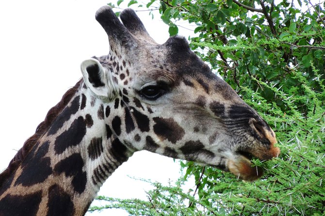 Tanzania Safari - The Great Migration in the North of the Serengeti and Lake Natron - Day 6: A closer look at Natron, then Tarangire