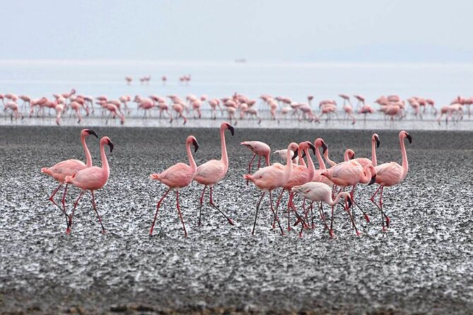 Tanzania Safari - The Great Migration in the North of the Serengeti and Lake Natron - Day 7: Tarangire rewards a full final safari day