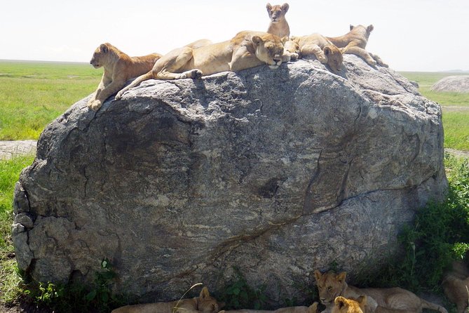 Tanzania safari with guide in Italian, the great Migration of the Serengeti - Key points at a glance