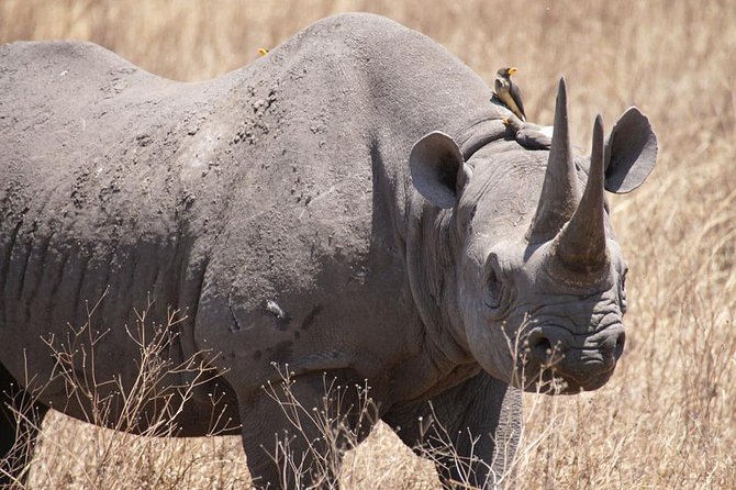 Tanzania safari with guide in Italian, the great Migration of the Serengeti - Why this safari route works so well