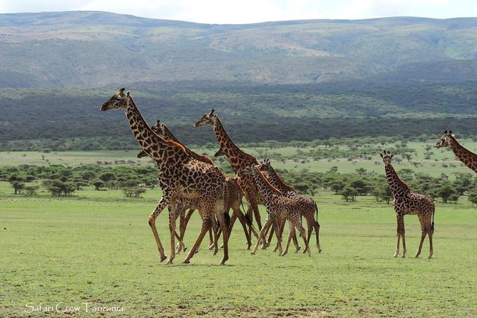 Tanzania safari with guide in Italian, the great Migration of the Serengeti - Day 1: A simple arrival in Arusha
