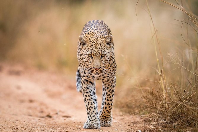 Tanzania Simba Safari - 5 Days - Day 3: A full Serengeti day from morning to late afternoon