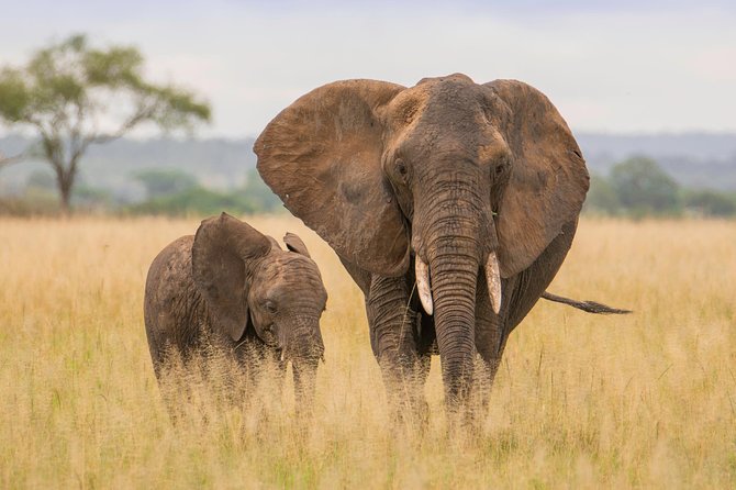 Tanzania Simba Safari - 5 Days - Day 1: A soft landing in Arusha