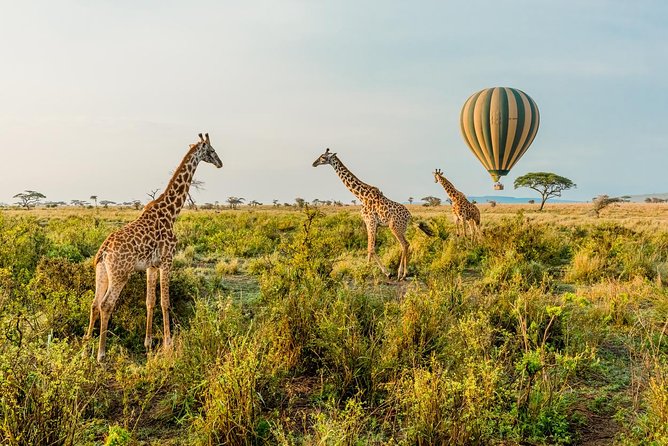 Tanzania Through The Rift Valley - 5 Days - What this five-day safari is really offering