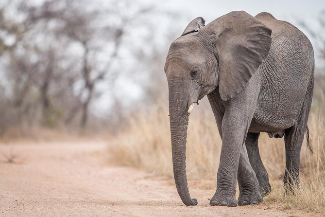 Tanzania Through The Rift Valley - 5 Days - Day 2: Lake Manyara’s forest, plains, and alkaline lake