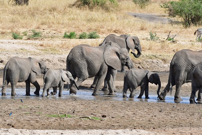 Tanzania Wildlife Cultural Safari from Arusha. - What this Tanzania safari is really offering