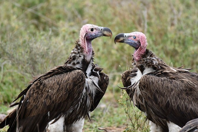 Tanzania Wildlife Cultural Safari from Arusha. - Two days on the Serengeti plains