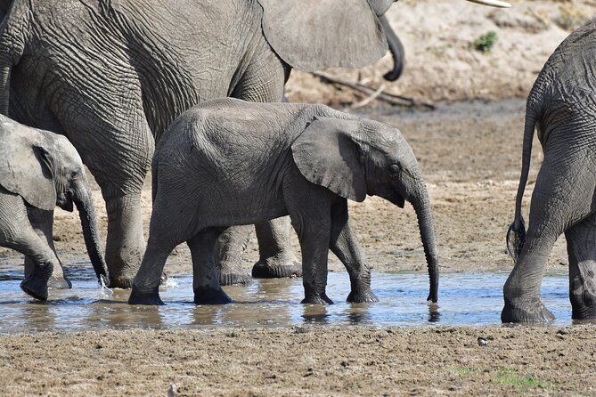 Tanzania Wildlife Cultural Safari from Arusha. - A practical start in Arusha