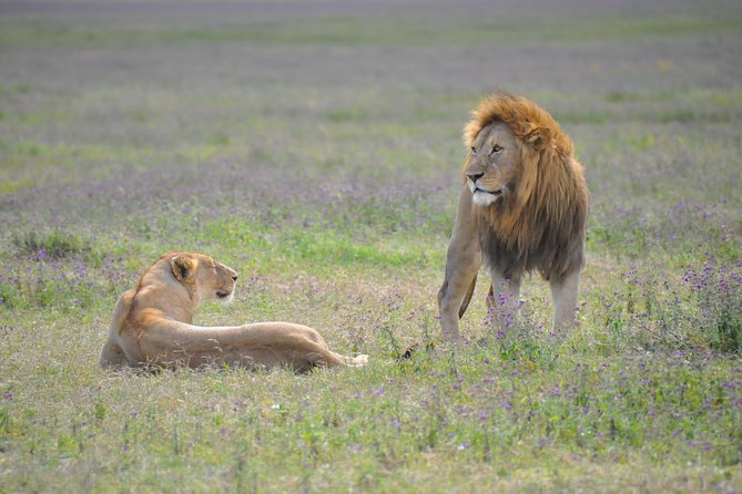 Tanzania Wildlife Encounters - 6 Days - A full day among Serengeti wildlife