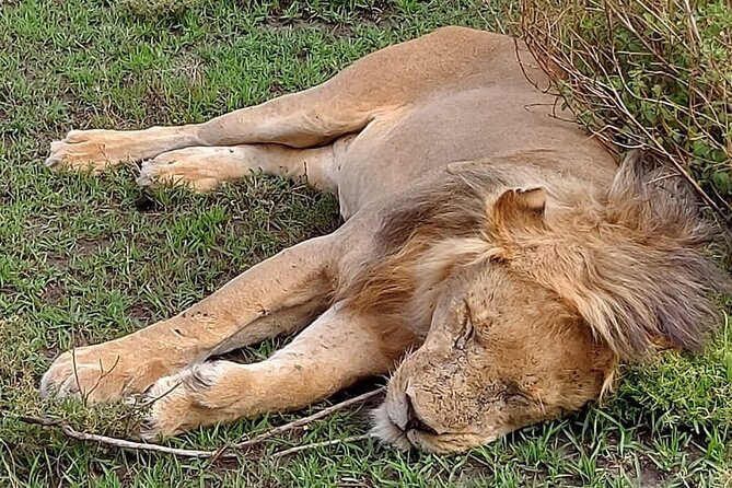 Tanzania Wildlife Safari Budget Camping - Day 4: An early Serengeti drive, then the crater rim