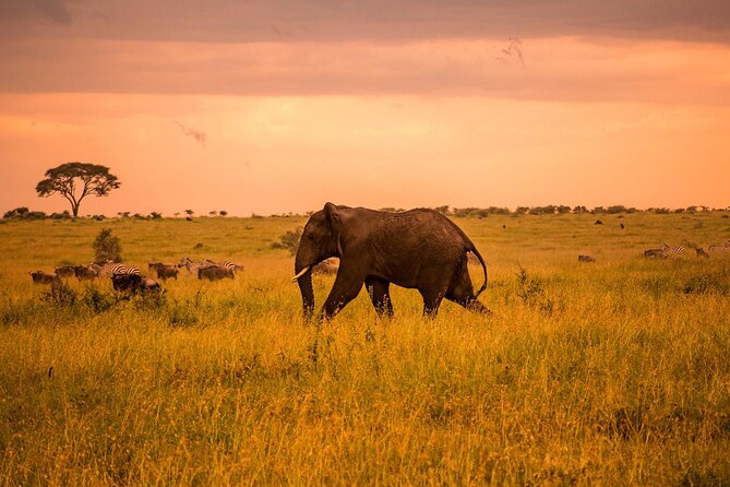 Tarangire Budget Full Day Tour from Arusha - The 6:00 am start and the road from Arusha