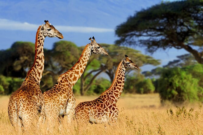 Tarangire Budget Full Day Tour from Arusha - What the guide team can add