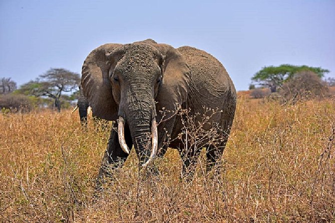 Tarangire Day Tour - Key points to know before booking