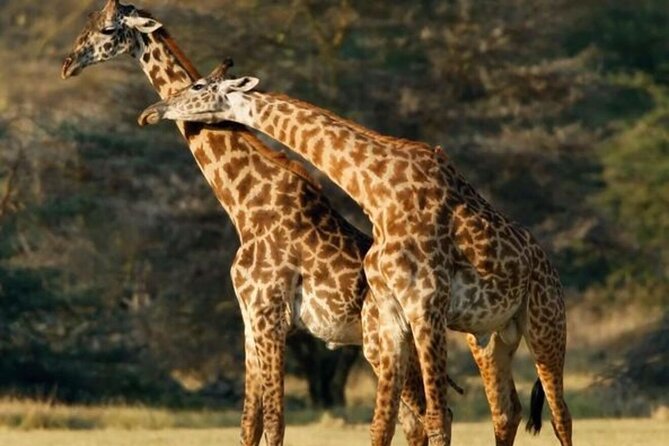 Tarangire National Park Day Trip - Key points to know before booking