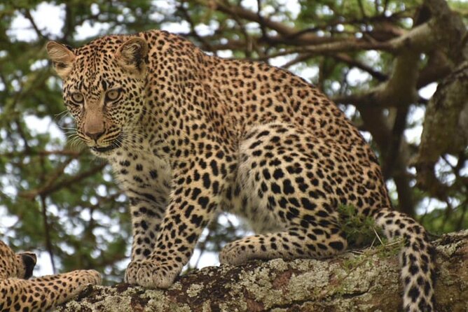 Tarangire National Park Day Trip - The game drive: elephants, baobabs, and open savannah