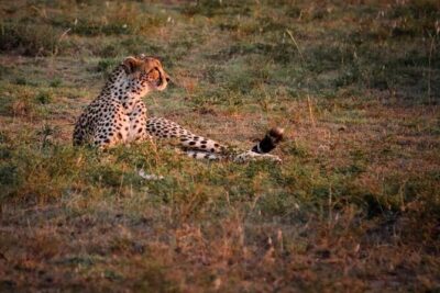 Tarangire National Park Day Trip