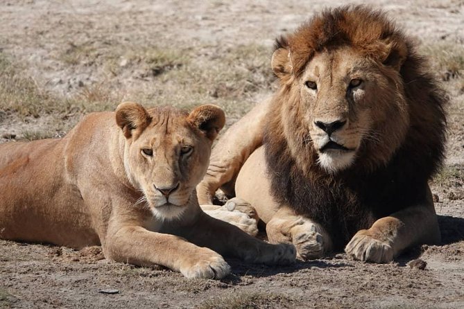 Tarangire National Park: Guided Day Tour from Arusha - The afternoon drive and the return to Arusha