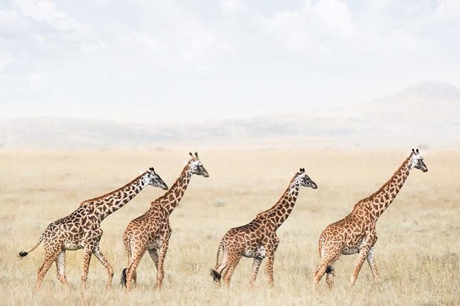 tarangire & ngorongoro 2 days tour - Why this two-day safari works