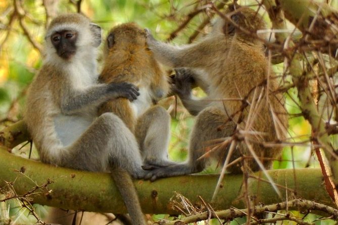 tarangire & ngorongoro 2 days tour - Wildlife: what you have a real chance to see