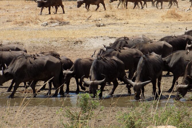 The Amaizing Private Day Trip to the lovely Arusha National Park - The two-hour walk with an armed park ranger