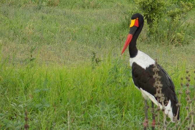 The Amaizing Private Day Trip to the lovely Arusha National Park - Colobus monkeys, giraffes, and other wildlife