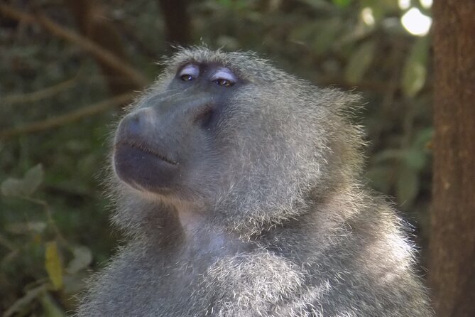 The Amaizing Private Day Trip to the lovely Arusha National Park - Forest views and Mount Meru